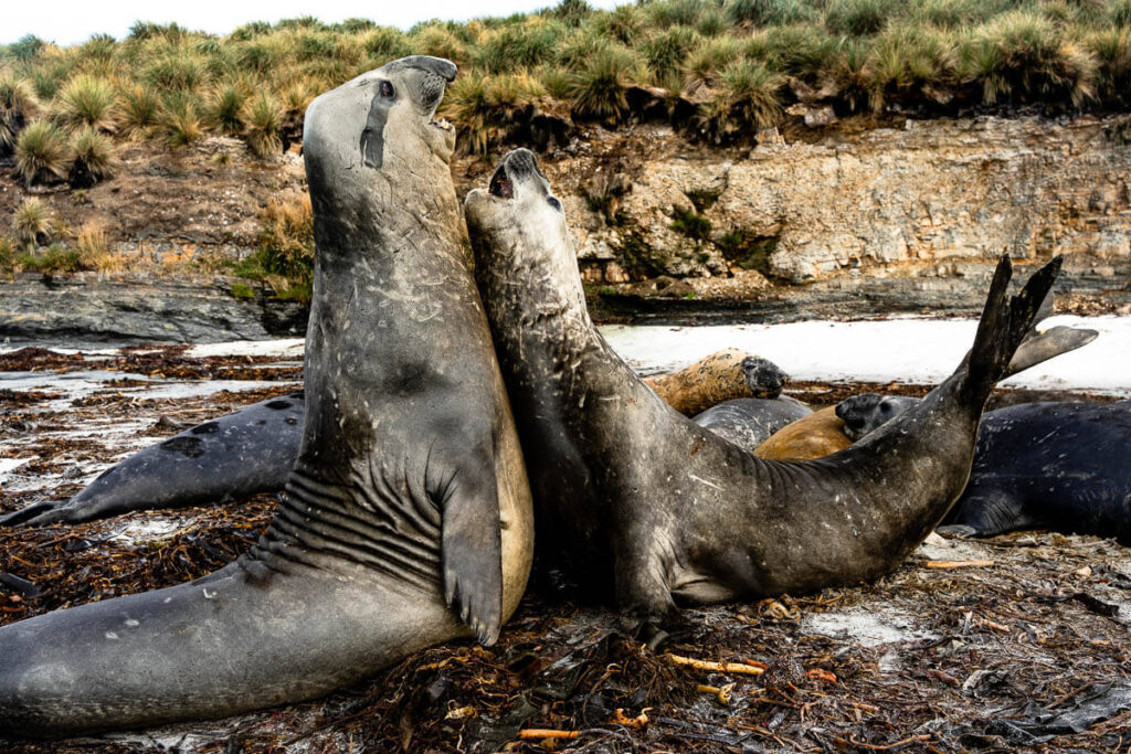 Travel to Falkland Islands