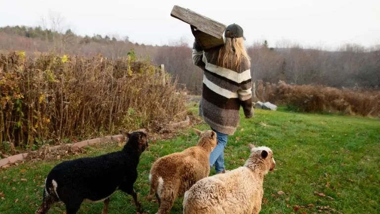 Connection with the sheep and land has opened a portal to a new lifestyle.