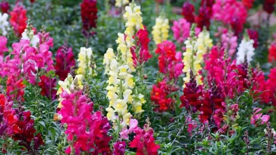 April Seed Starting: What to Direct Sow vs. Plant Indoors