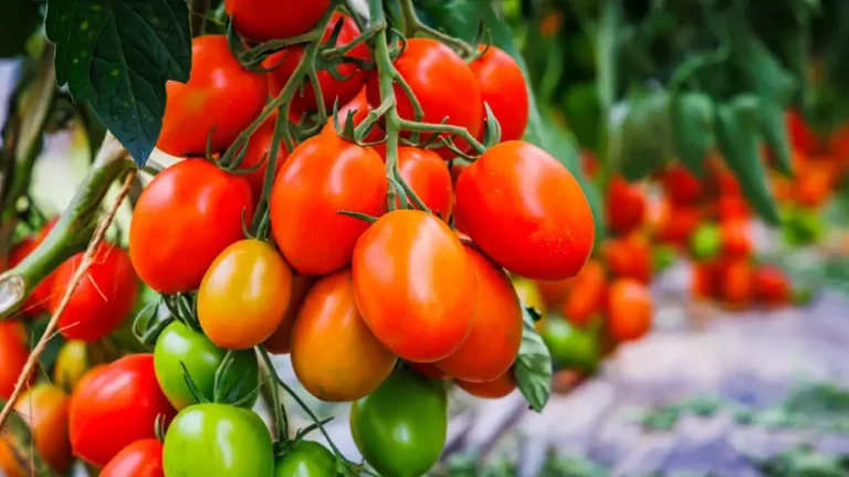 The Small Farmer’s Guide to Succession Sowing
