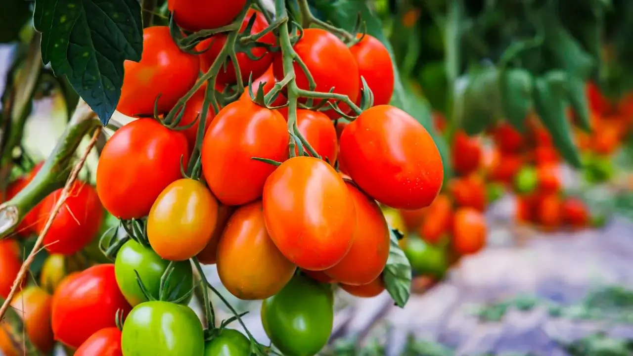 The Small Farmer’s Guide to Succession Sowing