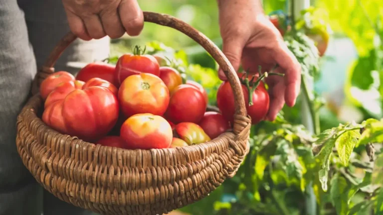 Heirloom Tomato Varieties
