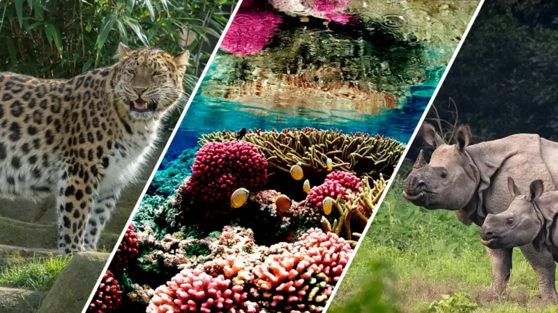Countless endangered species are making a comeback due to global conservation efforts