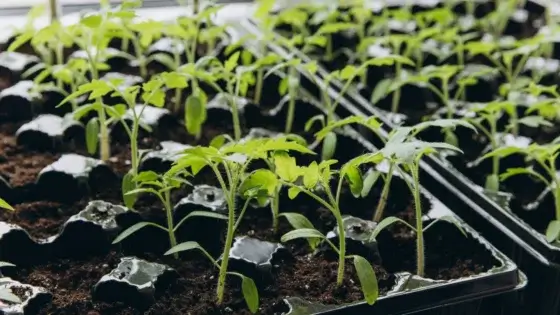How to Start Tomato Seeds: 5 Expert Growing Tips