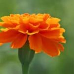 Marigolds could be the next big source of plant-based protein