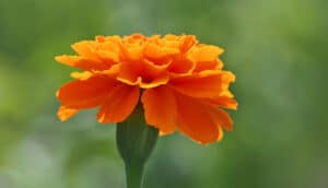 Marigolds could be the next big source of plant-based protein