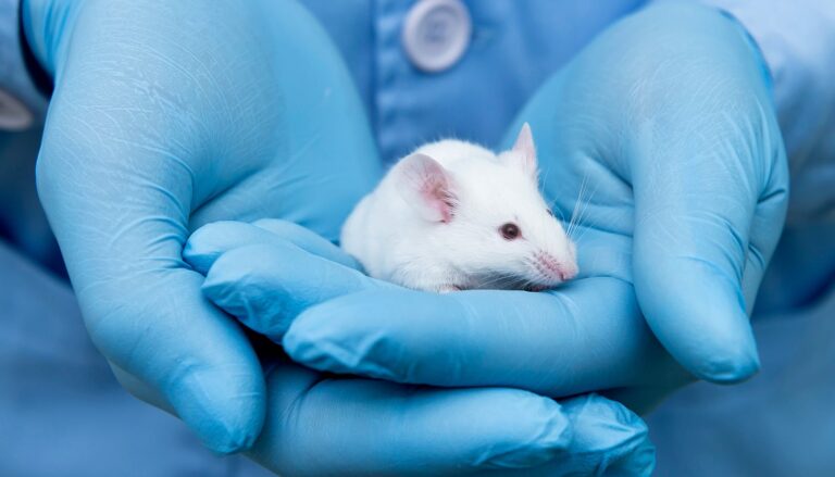 New drug slows Alzheimer’s disease in mice