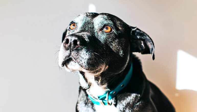 Stride length tied to cognitive decline in dogs