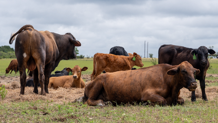 Trump administration expands 'Product of USA' label as push for American-raised beef grows