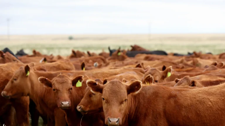 US to lift Mexico cattle ban to combat high beef prices