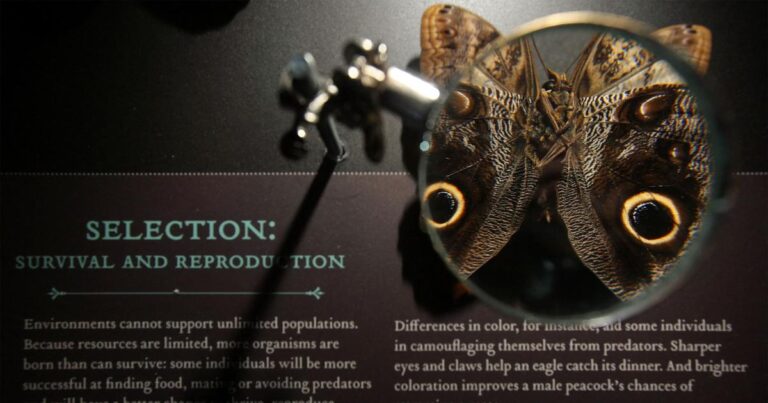 An evolutionary model that predates Darwin’s natural selection is making a comeback