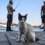 Cats were domesticated thousands of years ago. Are they finally getting tamer?