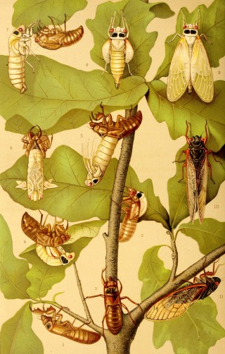 Nature’s Oldest Mandolin: The Poetic Science of How Cicadas Sing