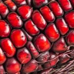 Team turns corn into natural replacement for artificial food dyes