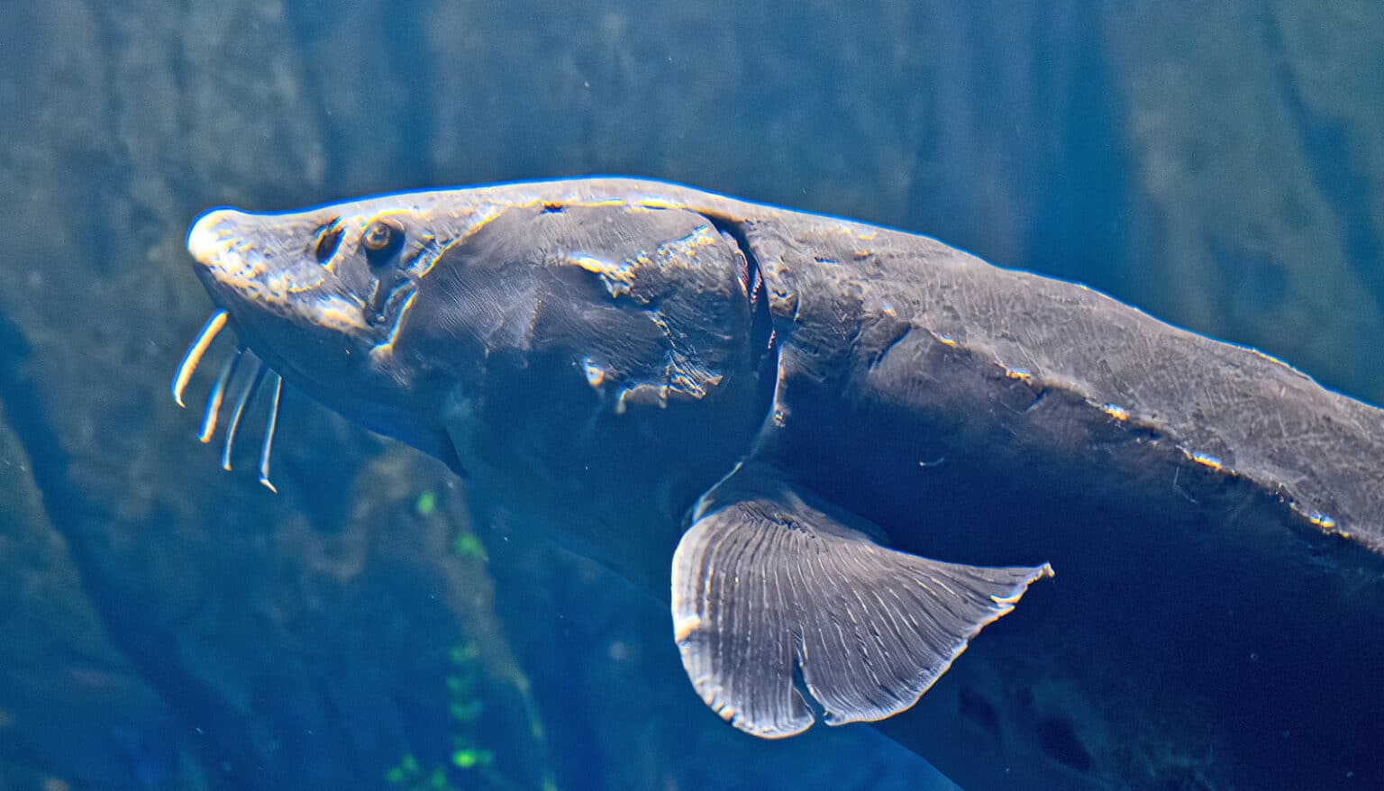 These fish may live for centuries