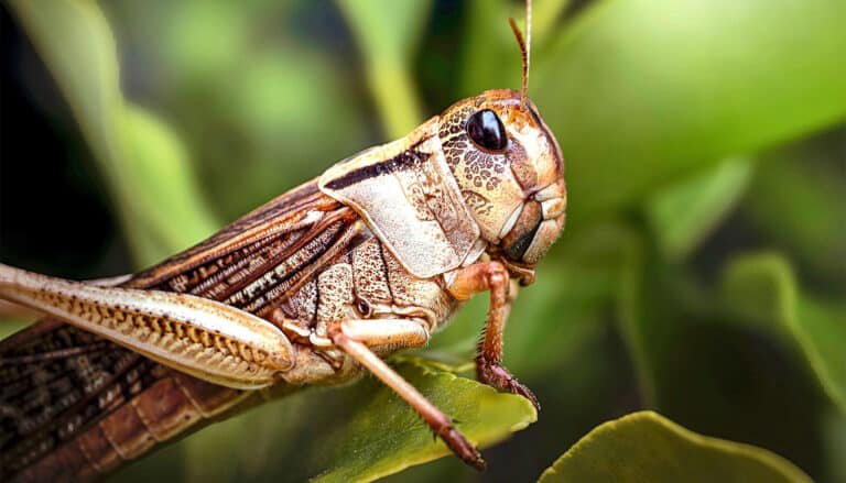 Bugs could help detect ‘forever chemical’ contamination
