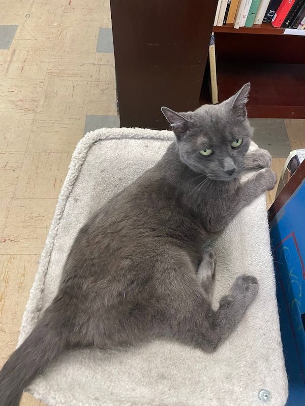 Cats and Owls and Axolotls, Oh My!: The Best Library and Bookstore Pets