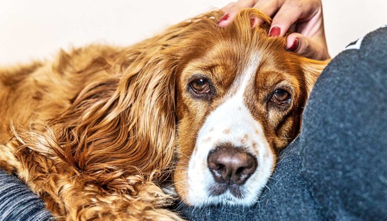 How to spot dementia in your dog or cat