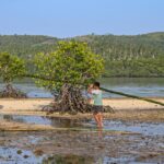 In a surprising reversal of trends, world’s mangrove forests are expanding