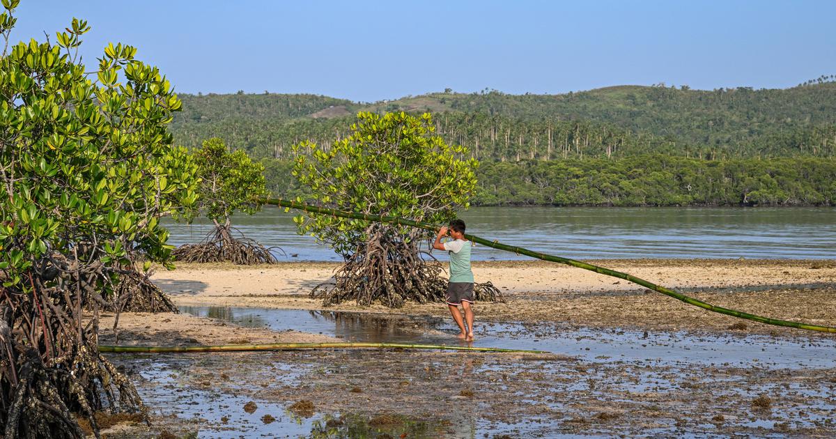 In a surprising reversal of trends, world’s mangrove forests are expanding