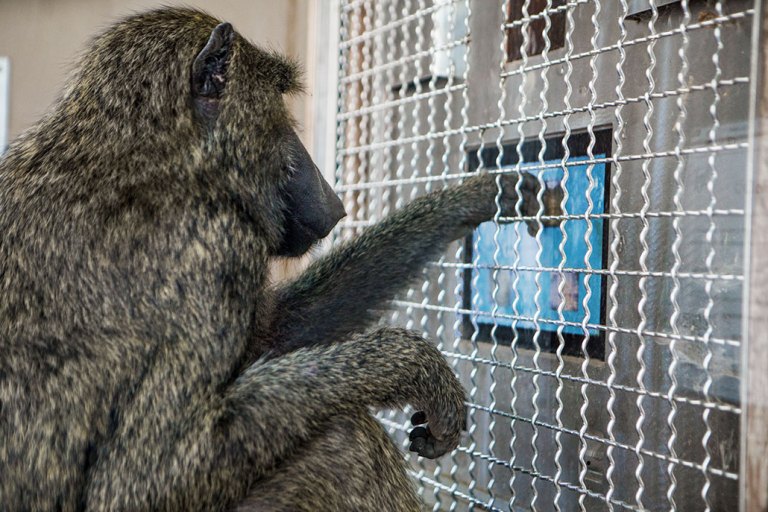 Monkeys might share our instincts for math