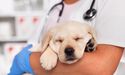 Pet Industry thriving amid COVID-19; Take a peek at 2 Pet Stocks- CHWY, FRPT
