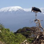 Snow will vanish forever from East Africa’s iconic mountain peaks