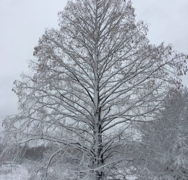 The Moving Story of the Dawn Redwood: How a Fossil Came Back to Life to Bring Humanity Together in the Middle of Our Deadliest War