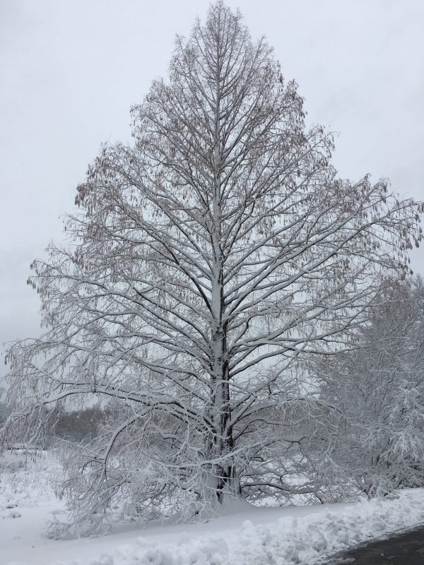 The Moving Story of the Dawn Redwood: How a Fossil Came Back to Life to Bring Humanity Together in the Middle of Our Deadliest War