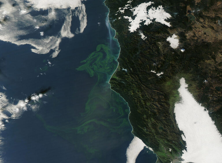 Wastewater Can Take Harmful Algal Blooms from Bad to Worse