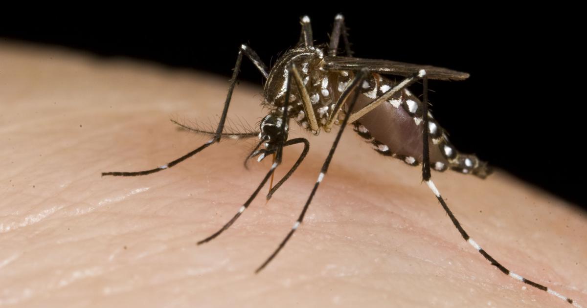 Why do people respond differently to mosquito bites? A scientist explains